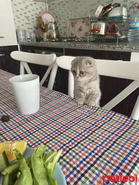 Scottish Fold, Kedi  Cucu fotoğrafı