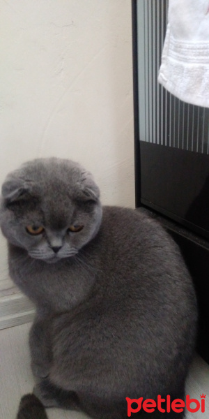 Scottish Fold, Kedi  Roma fotoğrafı