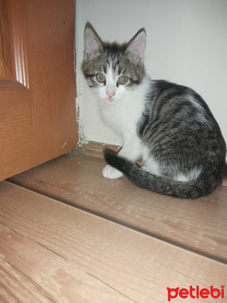 Tekir Kedi, Kedi  Pofi fotoğrafı