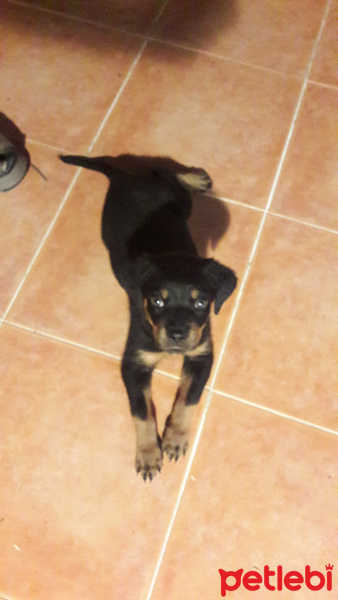 Rottweiler, Köpek  Neo fotoğrafı