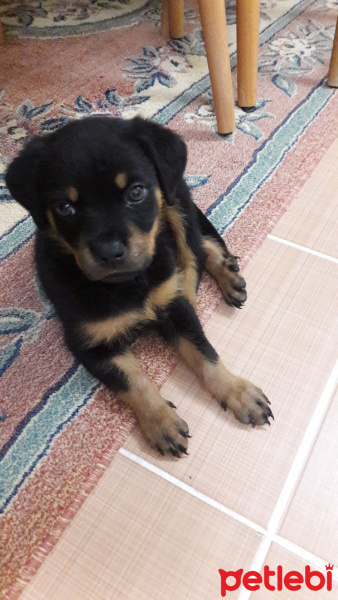 Rottweiler, Köpek  Neo fotoğrafı