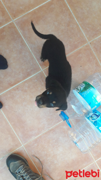 Rottweiler, Köpek  Neo fotoğrafı