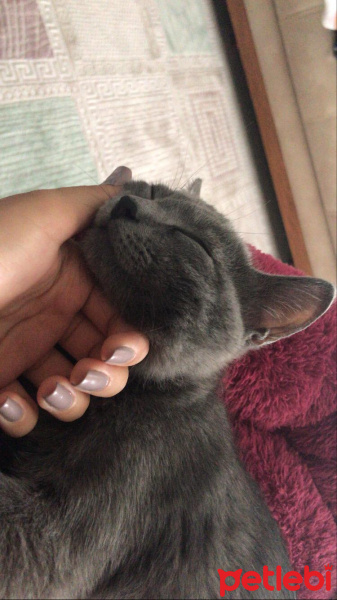 British Shorthair, Kedi  Atlas fotoğrafı