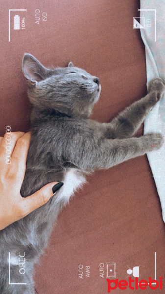 British Shorthair, Kedi  Atlas fotoğrafı