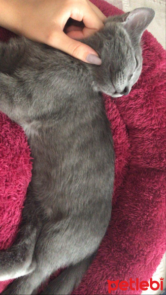 British Shorthair, Kedi  Atlas fotoğrafı