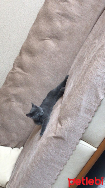 British Shorthair, Kedi  Atlas fotoğrafı