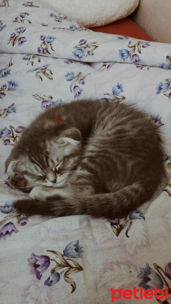 Scottish Fold, Kedi  Oscar fotoğrafı