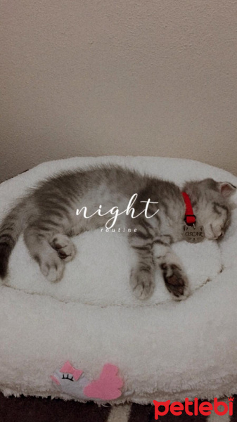 Scottish Fold, Kedi  Oscar fotoğrafı