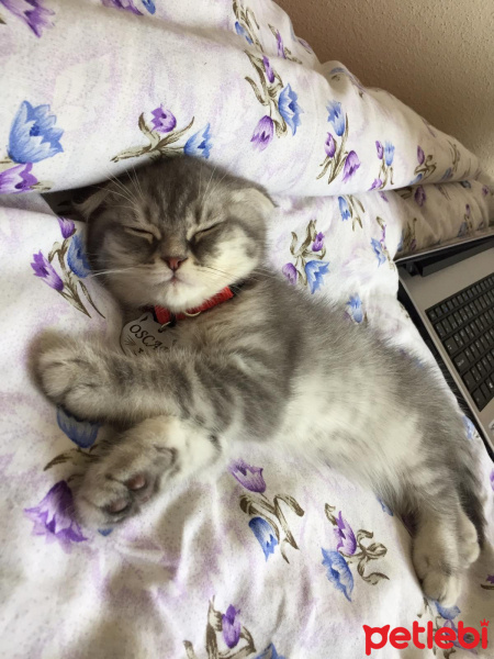 Scottish Fold, Kedi  Oscar fotoğrafı