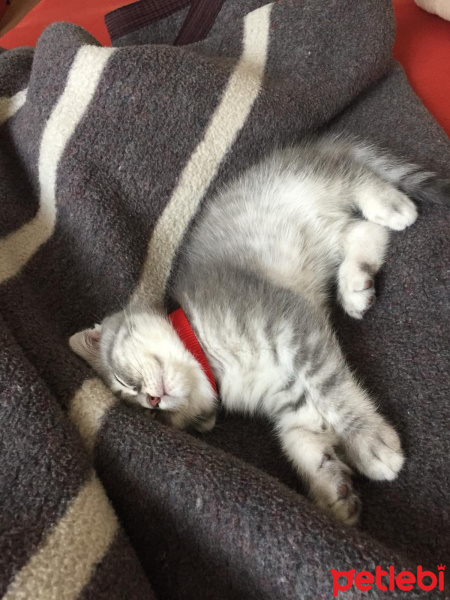 Scottish Fold, Kedi  Oscar fotoğrafı
