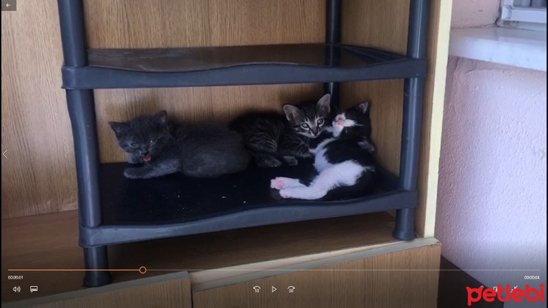 Tuxedo (Smokin) Kedi, Kedi  Kedicikler fotoğrafı