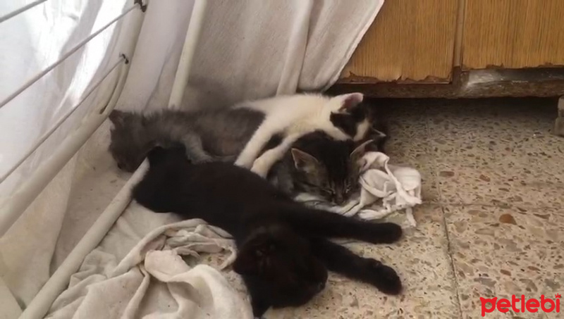 Tuxedo (Smokin) Kedi, Kedi  Kedicikler fotoğrafı