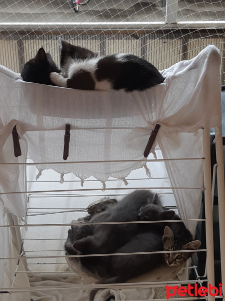 Tuxedo (Smokin) Kedi, Kedi  Kedicikler fotoğrafı