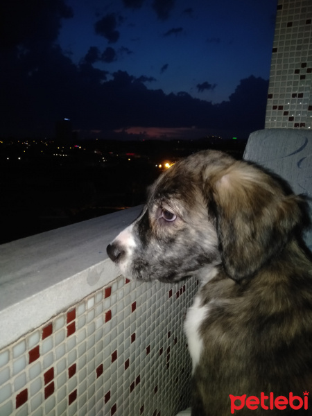 Labrador Retriever, Köpek  Lina fotoğrafı