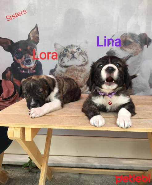 Labrador Retriever, Köpek  Lina fotoğrafı