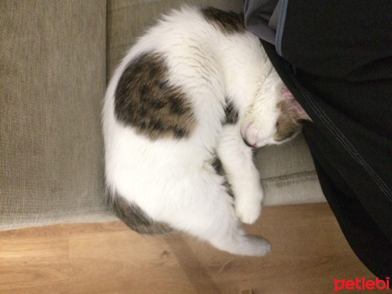 Tekir Kedi, Kedi  MÜSLÜM fotoğrafı