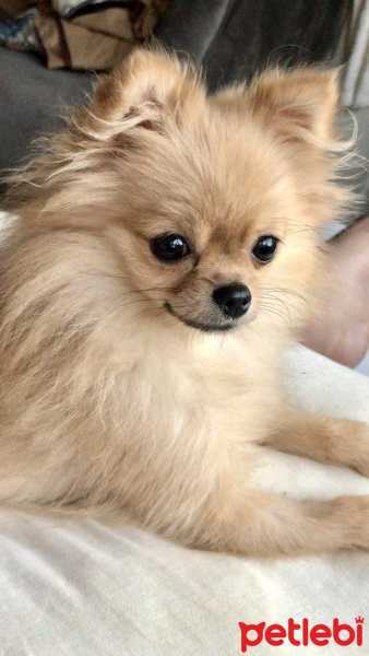 Pomeranyalı, Köpek  Reina fotoğrafı