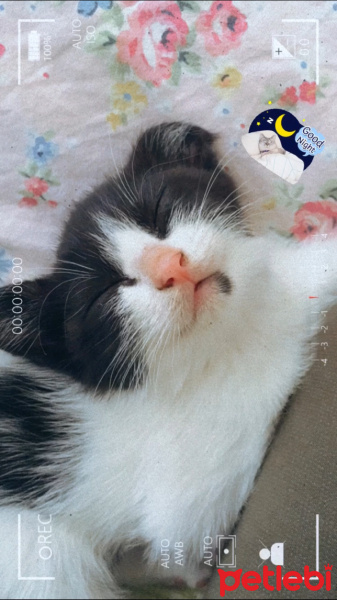 Tekir Kedi, Kedi  Çıtır fotoğrafı