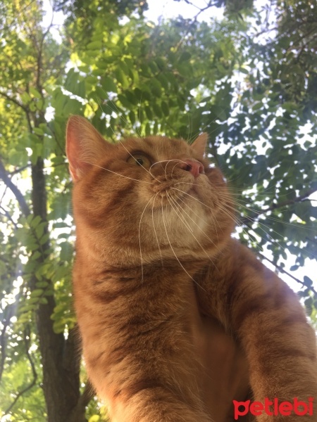Scottish Fold, Kedi  Mia fotoğrafı