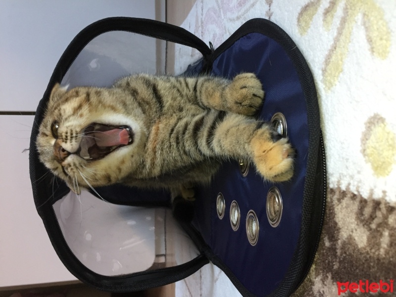 Scottish Fold, Kedi  Mia fotoğrafı