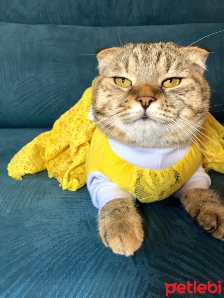 Scottish Fold, Kedi  Mia fotoğrafı