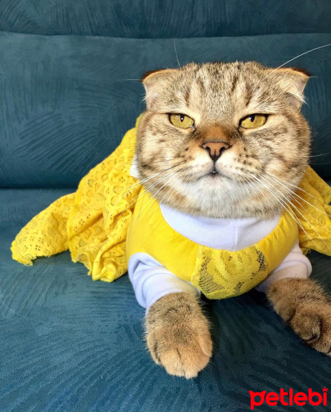 Scottish Fold, Kedi  Mia fotoğrafı