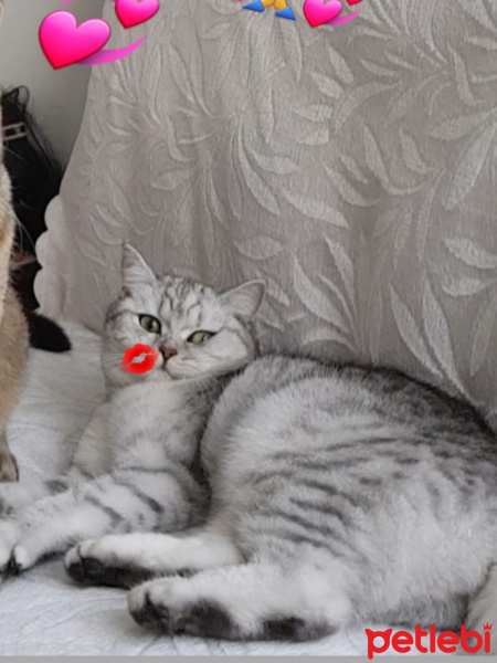 British Shorthair, Kedi  Paris fotoğrafı