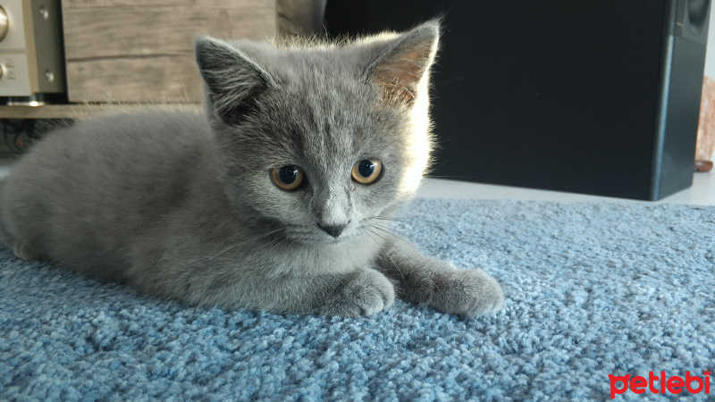 British Shorthair, Kedi  Balım fotoğrafı