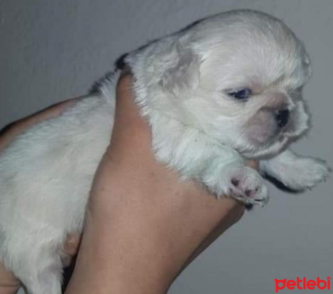 Pekingese, Köpek  Çiko fotoğrafı