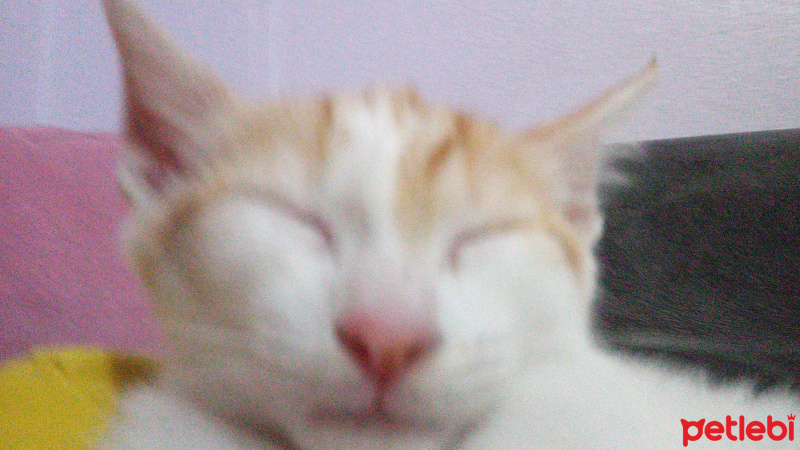 Maine Coon, Kedi  Hurşit fotoğrafı