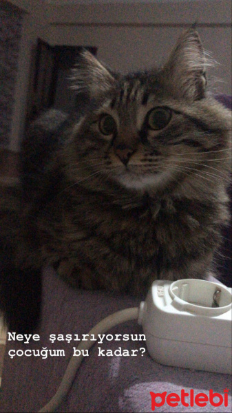 Norwegian Forest, Kedi  Cevat fotoğrafı