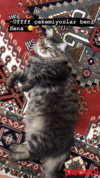 Norwegian Forest, Kedi  Cevat fotoğrafı