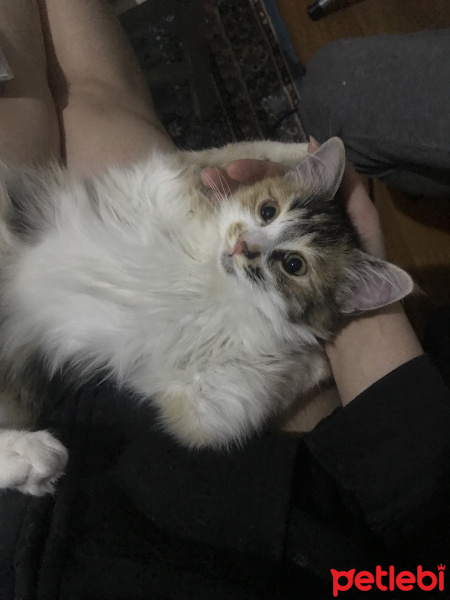 Norwegian Forest, Kedi  Banu fotoğrafı