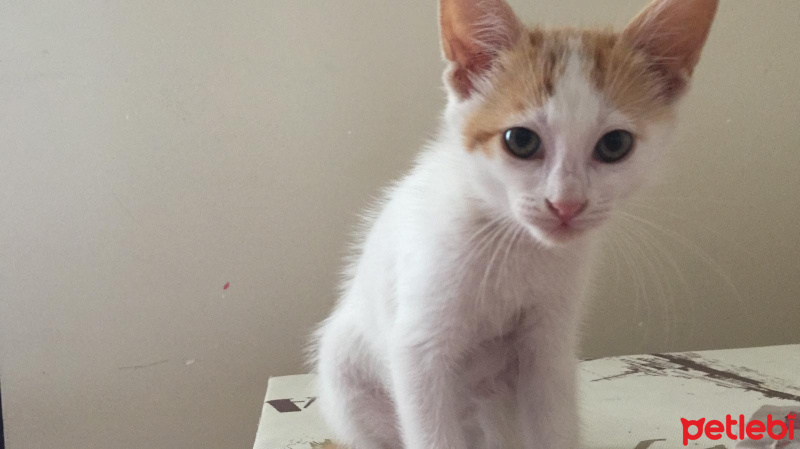 Tekir Kedi, Kedi  Mevrik fotoğrafı