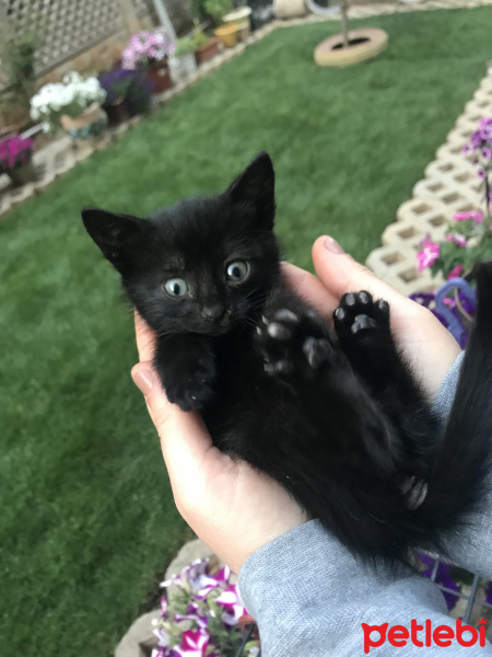 Tekir Kedi, Kedi  Smelly fotoğrafı
