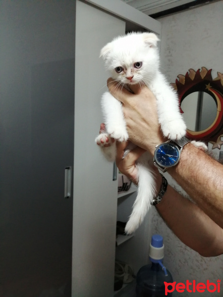 Scottish Fold, Kedi  Pamuk fotoğrafı