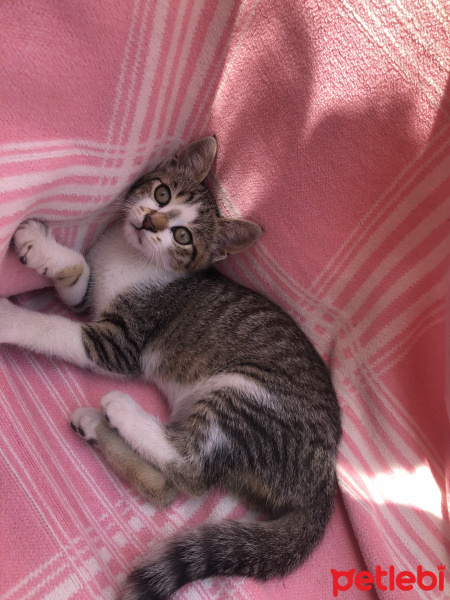 Tekir Kedi, Kedi  Max fotoğrafı