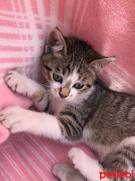 Tekir Kedi, Kedi  Max fotoğrafı