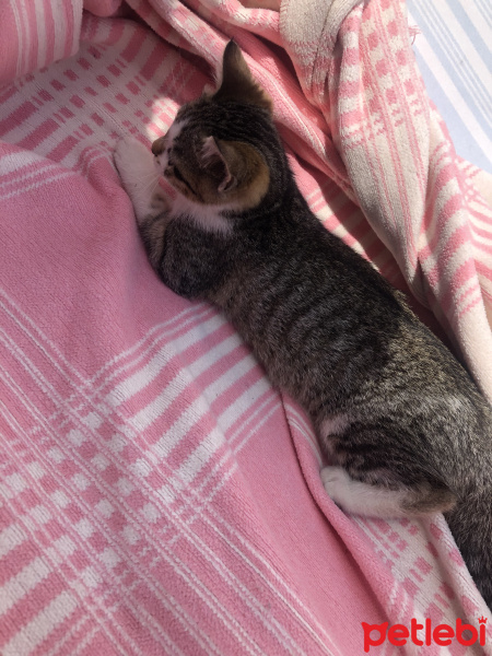 Tekir Kedi, Kedi  Max fotoğrafı