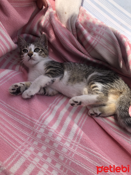 Tekir Kedi, Kedi  Max fotoğrafı