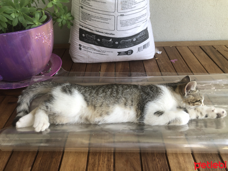 Tekir Kedi, Kedi  Max fotoğrafı