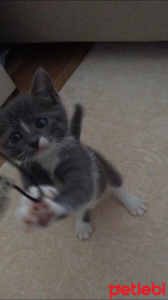 British Shorthair, Kedi  Duman fotoğrafı