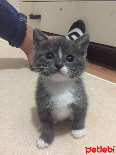 British Shorthair, Kedi  Duman fotoğrafı