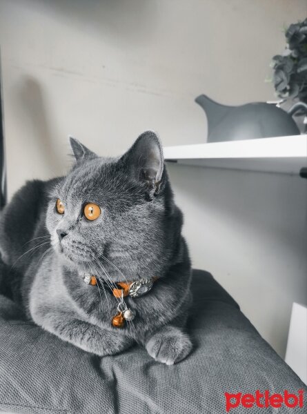 British Shorthair, Kedi  Duman fotoğrafı