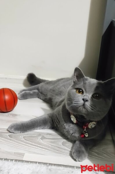 British Shorthair, Kedi  Duman fotoğrafı