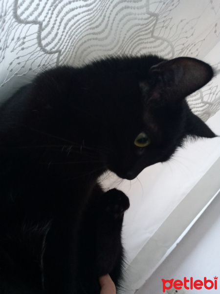Tekir Kedi, Kedi  SİSİ fotoğrafı