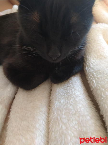 Tekir Kedi, Kedi  SİSİ fotoğrafı