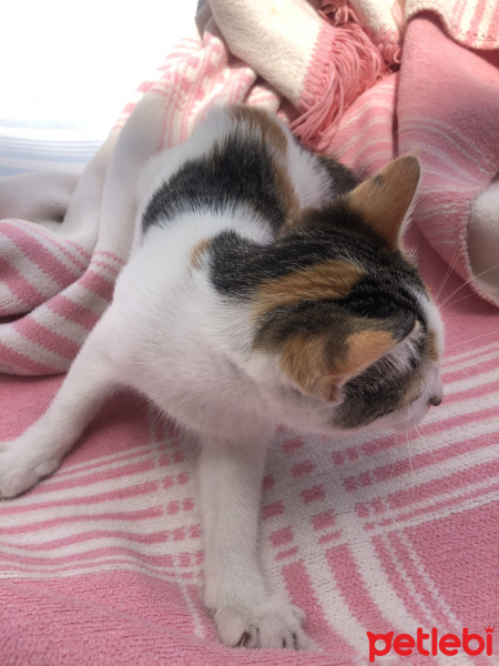Tekir Kedi, Kedi  Tarçın fotoğrafı