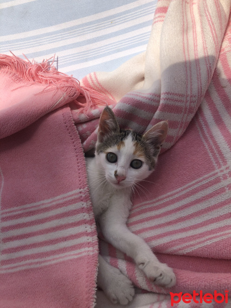 Tekir Kedi, Kedi  Tarçın fotoğrafı