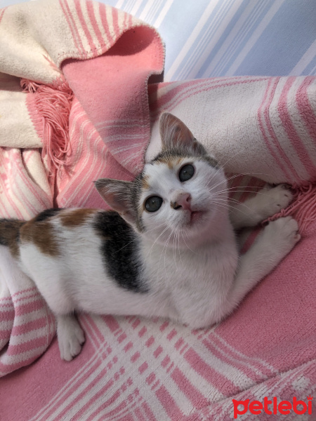 Tekir Kedi, Kedi  Tarçın fotoğrafı